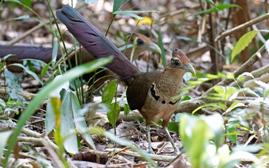 Rufous-vented ground Cuckoo, Neomorphus geoffroyi