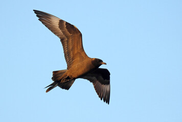 Pomarine Skua, Stercorarius pomarinus