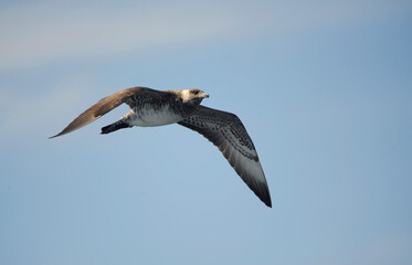 Pomarine Skua, Stercorarius pomarinus