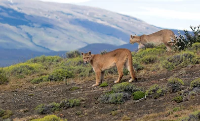 Foto op Aluminium Cougar, Puma concolor concolor © AGAMI