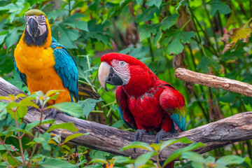  blue-and-yellow macaw,Ara ararauna, also known as the blue-and-gold macaw, is a large South American parrot