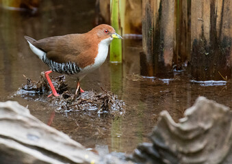  Red-and-white Crake (Laterallus leucopyrrhus)