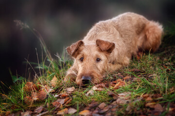 Portrait of a young Irish Terrier close-up.