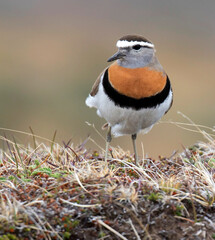 Rufous-chested Dotterel, Charadrius modestus