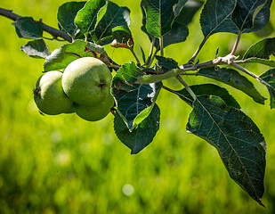 Green apples on tree.