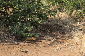 Schlankmanguste / Slender mongoose / Galerella sanguinea.