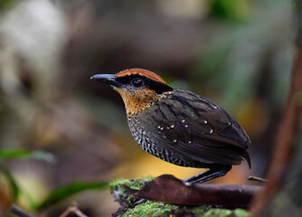 Rufous-crowned Antpitta, Pittasoma rufopileatum