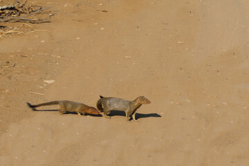 Schlankmanguste / Slender mongoose / Galerella sanguinea.