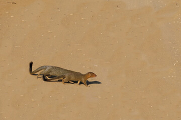 Schlankmanguste / Slender mongoose / Galerella sanguinea.