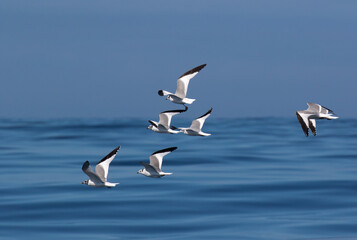 Sabine's Gull, Xema sabini