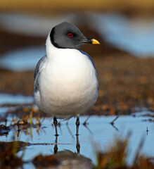 Sabine's Gull, Xema sabini