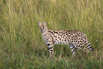 Serval, Leptailurus serval lipostictus