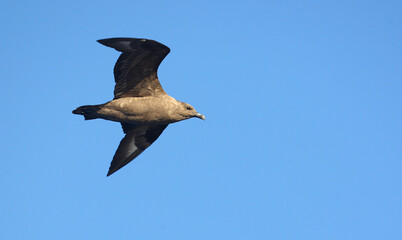 South Polar Skua, Stercorarius maccormicki