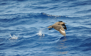 South Polar Skua, Stercorarius maccormicki