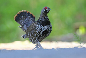 Spruce Grouse, Falcipennis canadensis