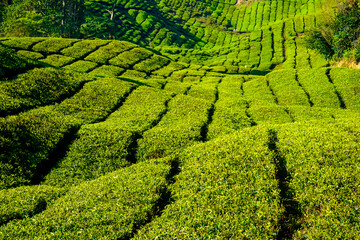 Beautiful sunrise at tea plantations in Cameron Highlands in Malaysia