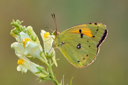 a yellow butterfly Colias hyale   on a  flower in the early morning on a glade awaiting dawn
