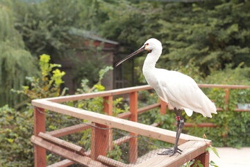 Fototapeta premium great heron