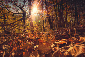 autumn forest 