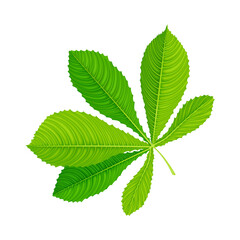 Naklejka na ściany i meble Green Chestnut Palmately Compound Leaf with Veins Vector Illustration
