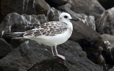 Swallow-tailed Gull, Creagrus furcatus