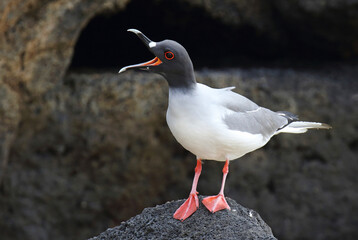Swallow-tailed Gull, Creagrus furcatus