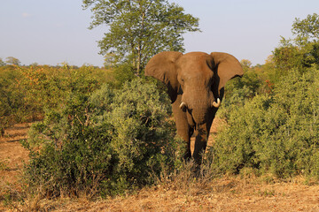Afrikanischer Elefant / African elephant / Loxodonta africana