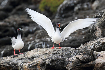 Swallow-tailed Gull, Creagrus furcatus