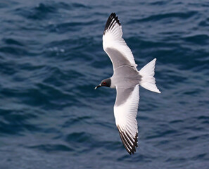 Swallow-tailed Gull, Creagrus furcatus