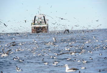 Trawler and seabirds off South Africa