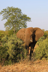 Obraz premium Afrikanischer Elefant / African elephant / Loxodonta africana