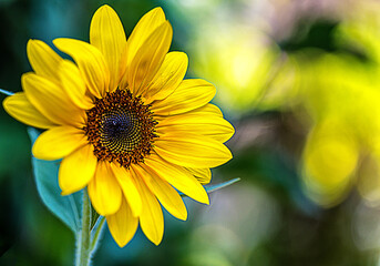 Obraz premium sunflower in the garden