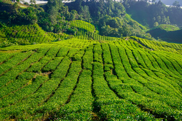 Fototapeta na wymiar Beautiful sunrise at tea plantations in Cameron Highlands in Malaysia