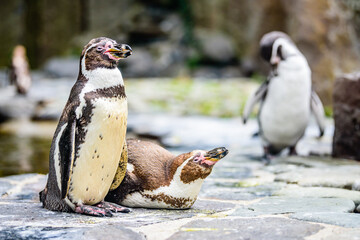 The Humboldt penguin (Spheniscus humboldti) is a South American penguin.