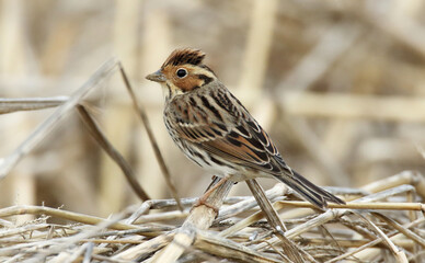 Little Bunting, Emberiza pusilla