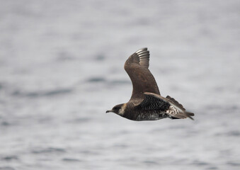 Pomarine Skua, Stercorarius pomarinus