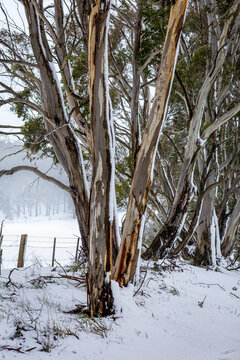 Australian gum trees in the winter snow