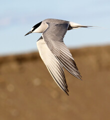 Aleutian Tern, Onychoprion aleuticus