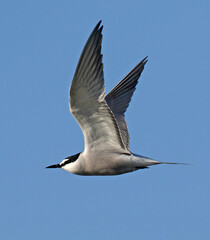 Aleutian Tern, Onychoprion aleuticus