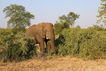 Fototapeta premium Afrikanischer Elefant / African elephant / Loxodonta africana