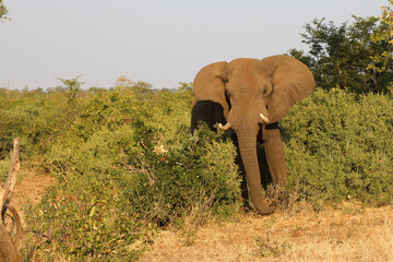Afrikanischer Elefant / African elephant / Loxodonta africana