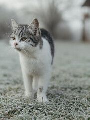 white cat at frozen grass