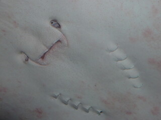 Closeup face of the stingray