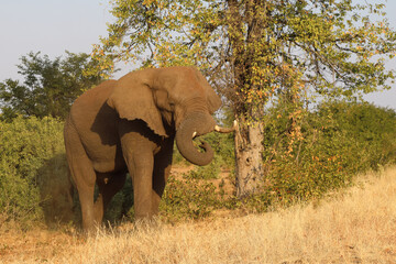 Fototapeta premium Afrikanischer Elefant / African elephant / Loxodonta africana
