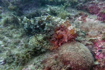 Fototapeta na wymiar Large-scaled scorpionfish (Scorpaena scrofa) in Mediterranean Sea