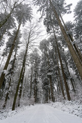 Winter hike in snow from Wilhelmsdorf on the Hoechsten on Lake Constance