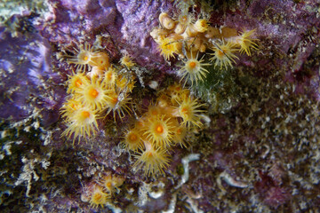 Naklejka na ściany i meble Yellow encrusting anemone (Parazoanthus axinellae) in Mediterranean Sea