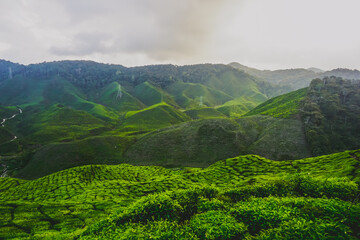 Beautiful tea plantations in Cameron Highlands in Malaysia