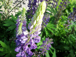 Wild beauty flower with nectar blooming