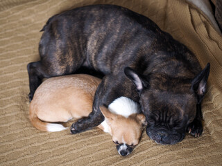 A large and small dog sleep together with their arms around each other